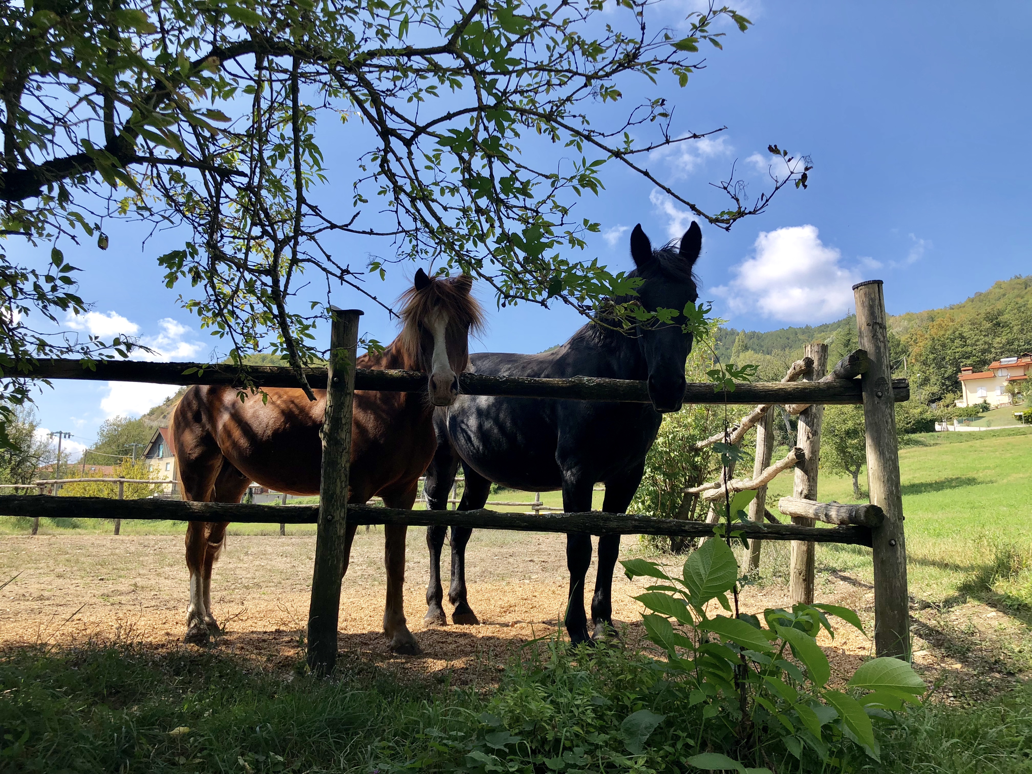 1CDA694D-AB28-409B-8040-B964A2681976